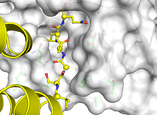 Fig. 1. The amino acid residues preceding the SARS-CoV-2 polyprotein cleavage site between non-structural proteins nsp10 and nsp11 are shown in yellow. These residues are bound within the Mpro acceptor active site groove (grey semitransparent molecular surface).