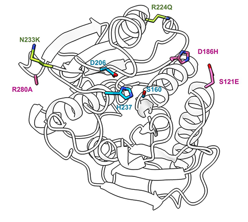 Fig. 1. X-ray crystal structure of FAST-PETase, where the protein backbone is shown in a simplified ‘ribbon’ representation in black and white, and only a few important amino-acid side chains that extend from the backbone are shown, rendered in color. The catalytic triad that breaks chemical bonds of the plastic are shown in blue. Mutations adopted from a related engineered enzyme that works at higher temperatures are shown in pink. Novel stabilizing mutations predicted by a structure-based machine-learning algorithm, which help the enzyme to function near ambient temperatures, are shown in green-yellow. From H. Lu et al., Nature 604, 662 (28 April 2022). © 2022 Springer Nature Limited