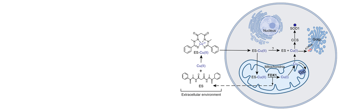 Tracking Delivery of Copper to Mitochondria with X-ray Beams