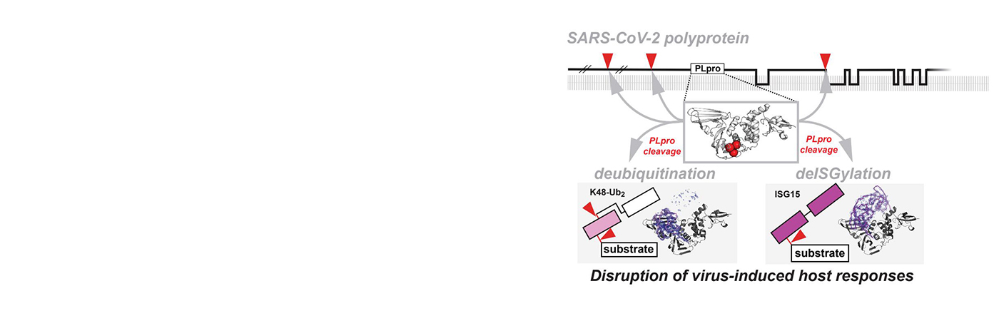 Alternative Pathways for Inhibiting SARS-CoV-2