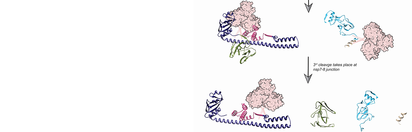 In a collaborative project that used the resources of the Advanced Photon Source, researchers focused on how SARS-CoV-2, the virus that causes COVID-19, makes functional viral proteins from two large polyproteins that are encoded by its viral RNA genome. 