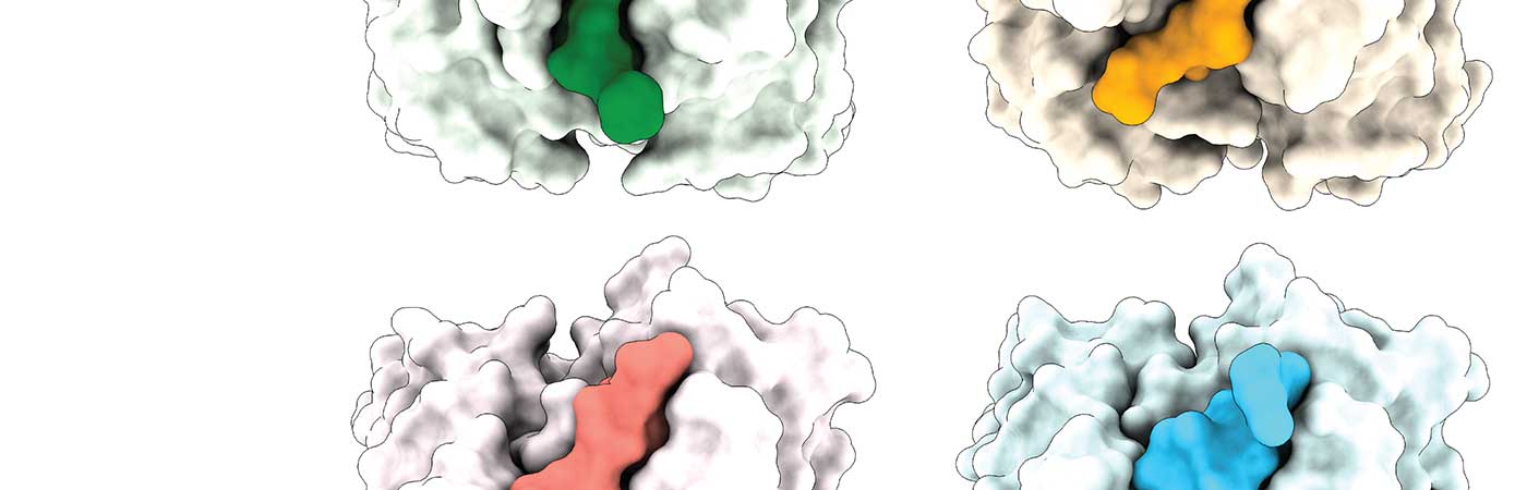 Four cloud-shaped illustrations showing the antigen bound to four different, smaller cloud-like shapes representing antibodies, colored in green, orange, pink and blue.