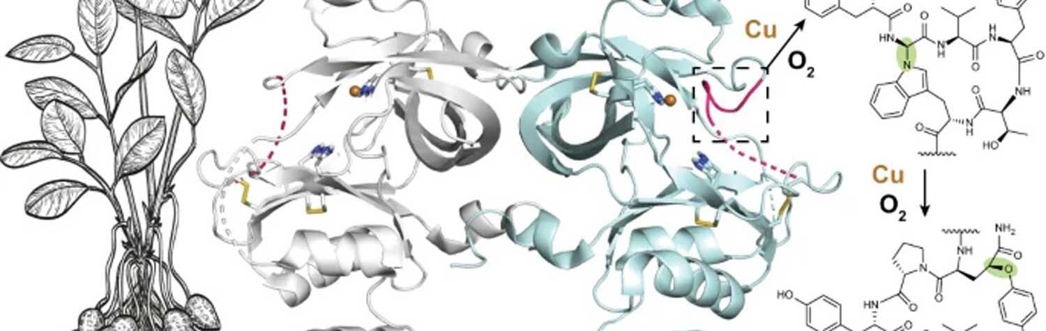 An image of a plant, X-ray structures of proteins and charts of molecules showcase the new protein discovered by researchers. 