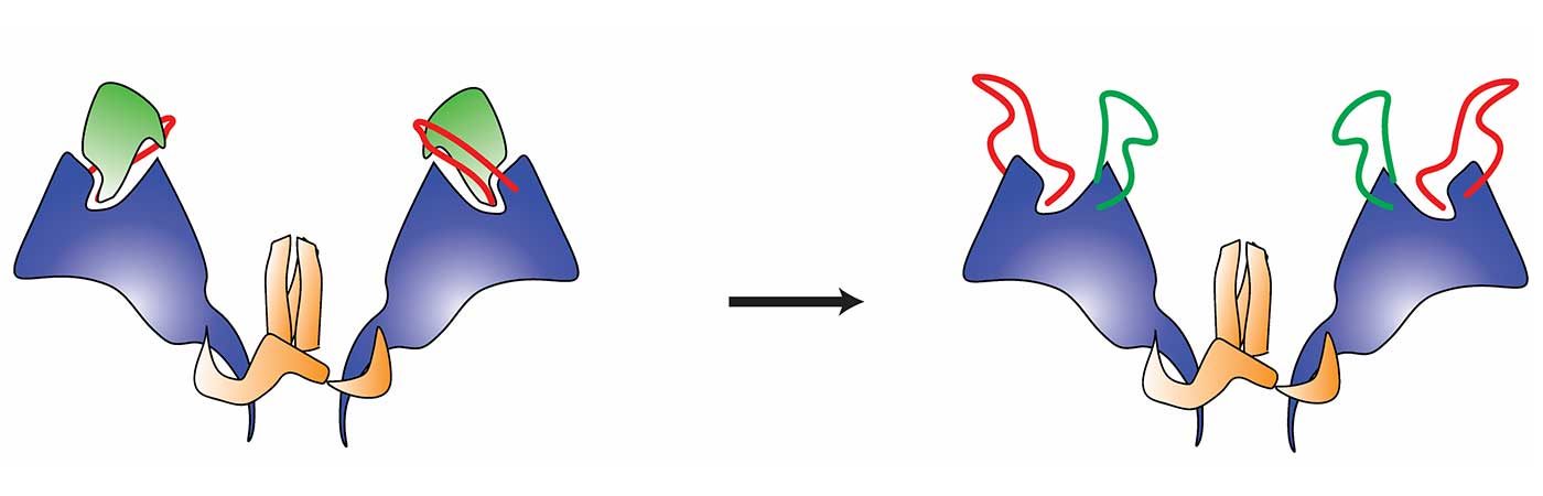 A series of diagrams of shapes representing the HIV glycoprotein, showing the steps between the closed and open states.