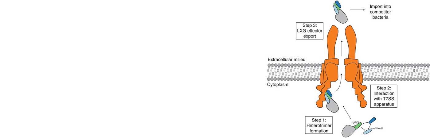 A diagram showing two red shapes connected by gray ladders representing cytoplasm and gray shapes on the top and bottom representing different bacteria as they connect to the membrane-embedded apparatus