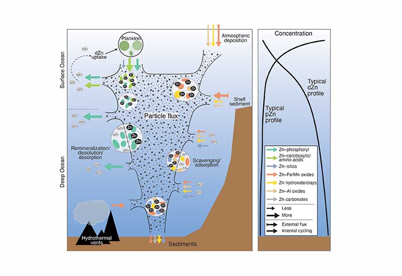 Diagram of zinc dynamics in the Southern Ocean.