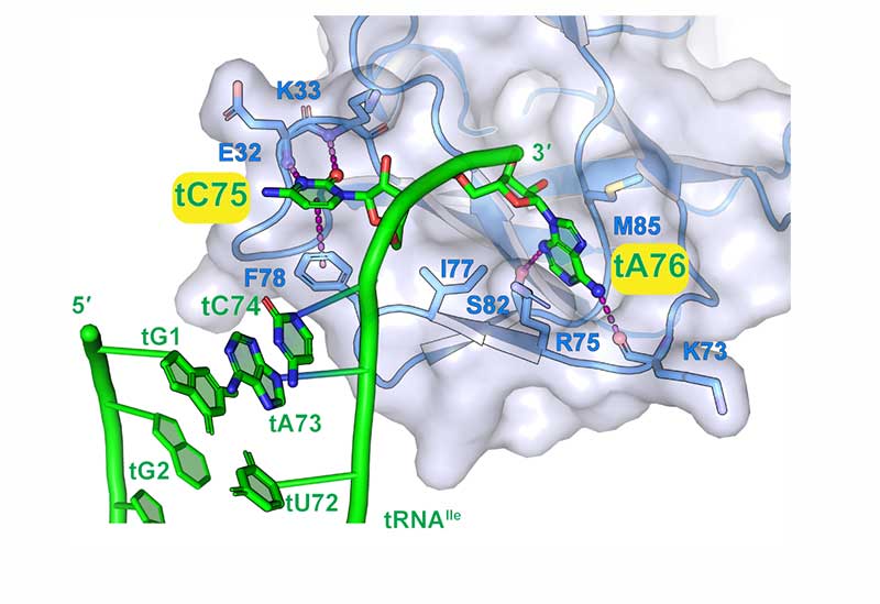 Several diagrams showing the OB beta barrel and its impact on tRNA.
