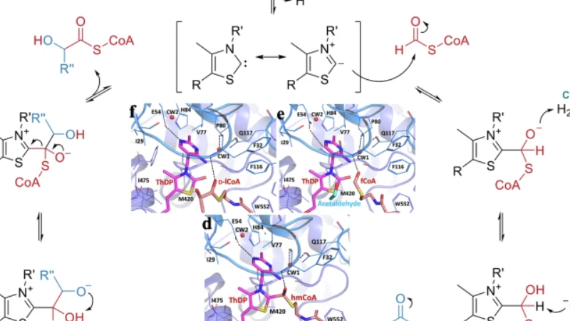 Images of chemical diagrams surrounding structural data from X-ray studies.