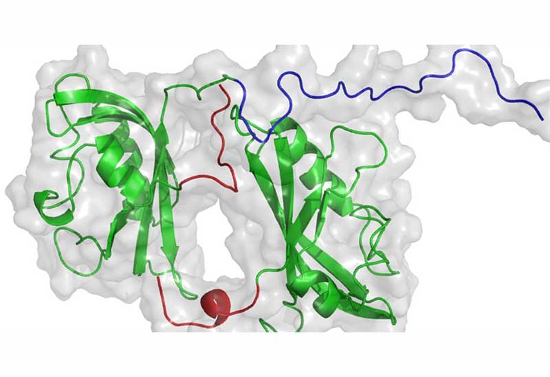 Four X-ray structures arranged in a circle, showing the cycle of structural changes.
