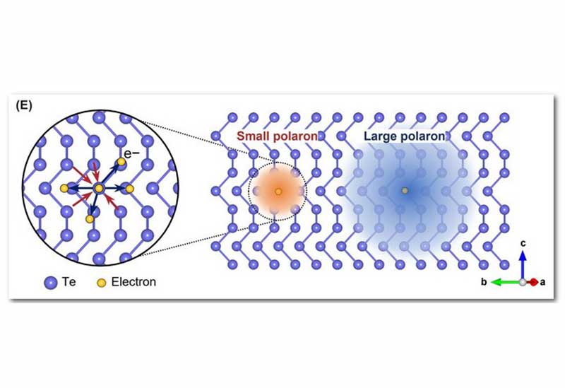 A series of illustrations showing structures from microscopy data.
