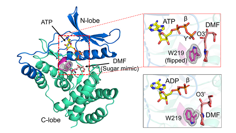 Images of protein structures from X-ray data.