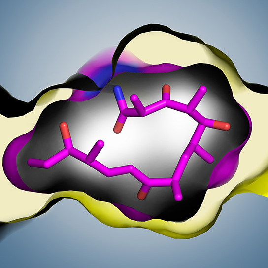 Illustration of a protein structure (connected purple bars) inside a grey oval with colored masses around it. 