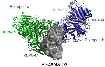 Monoclonal antibodies (mAbs) directed to Pfs48/45 were discovered in individuals naturally exposed to Plasmodium falciparum parasites. Two crystal structures of potent antibody fragments bound to Pfs48/45-D3 have identified highly potent epitopes important for vaccine design.