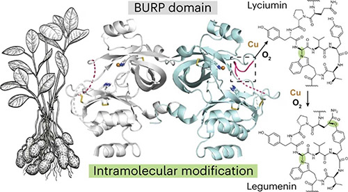 An image of a plant, X-ray structures of proteins and charts of molecules showcase the new protein discovered by researchers. 