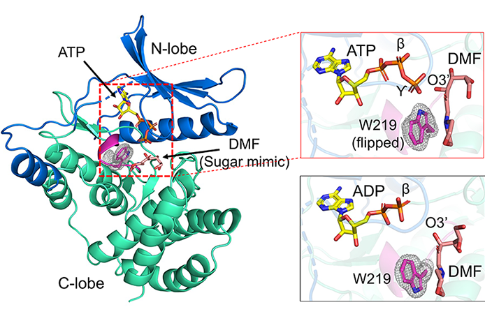 Images of protein structures from X-ray data.