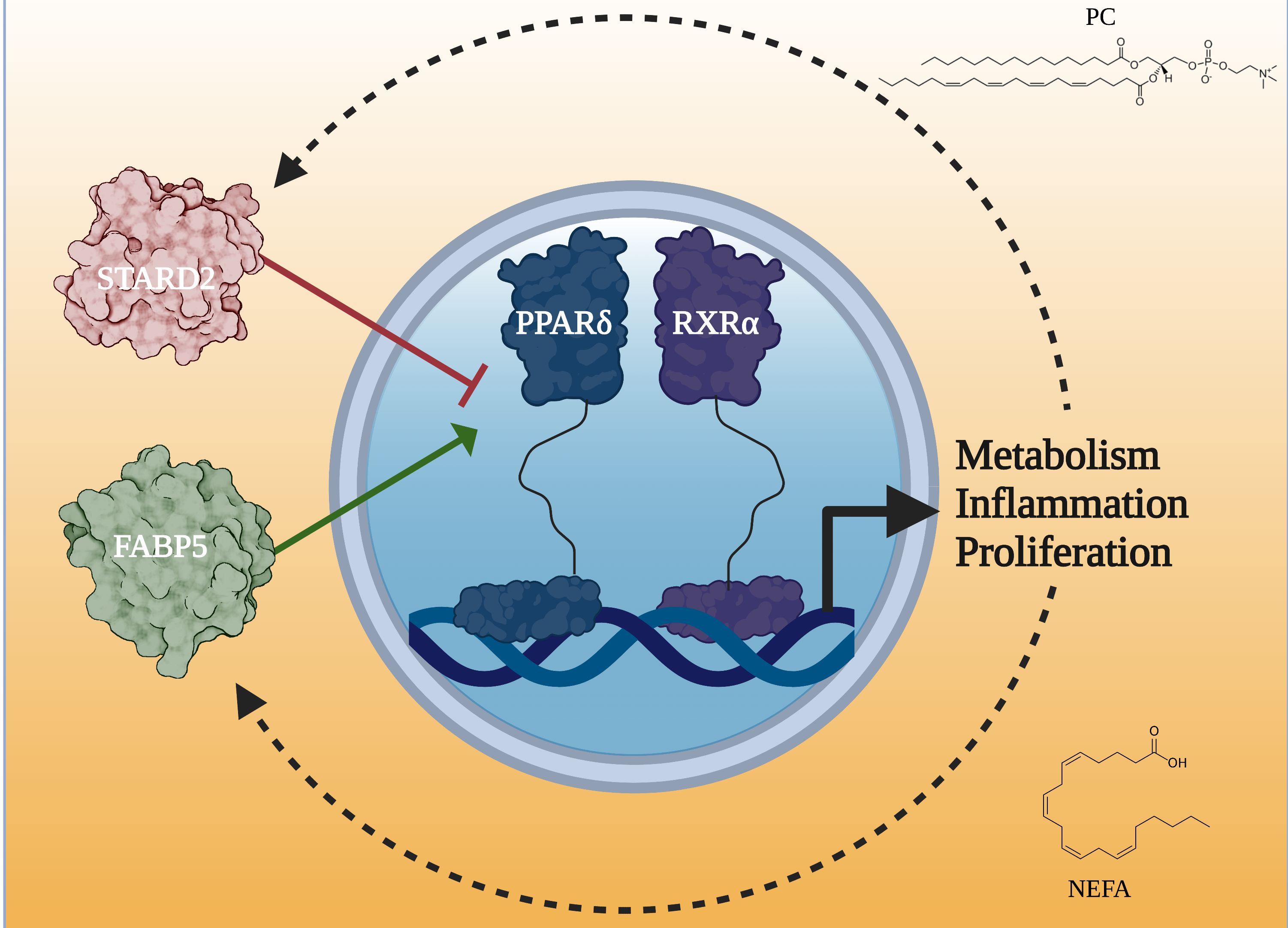 Drawn diagram shows proteins delivering ligands to the nucleus of an atom.