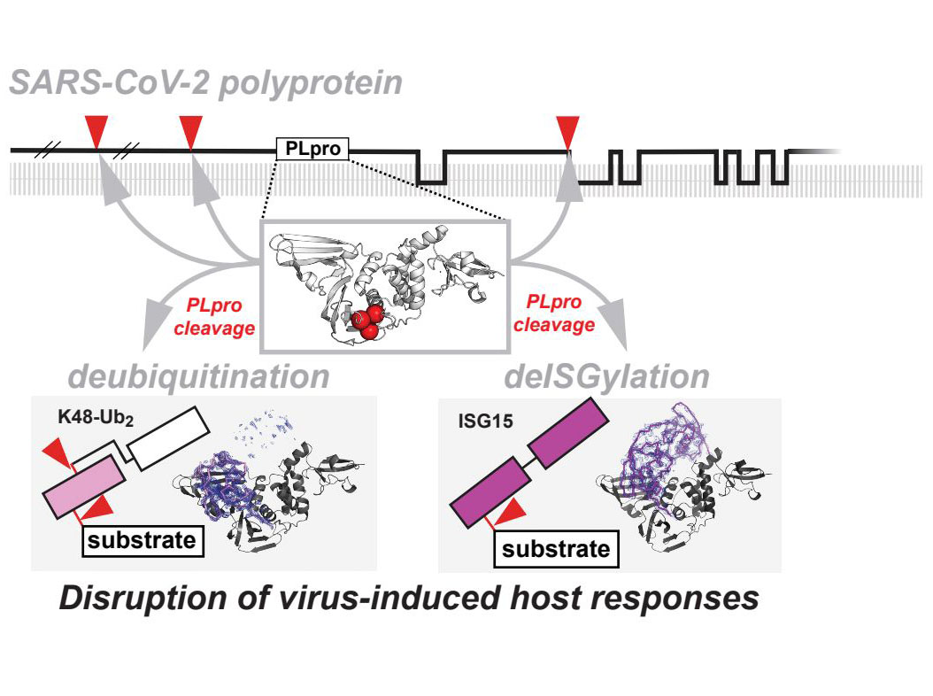Multifunctional PLpro from SARS-CoV2 cleaves viral polyproteins and Ub and ISG15 modifications to promote viral pathogenesis. Red arrows indicate PLpro cleavage sites on SARS-CoV2 polyproteins, K48-linked polyUb, and ISG15.