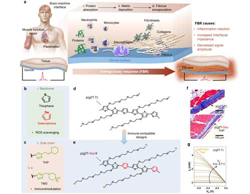 Tests, including X-ray work carried out at the Advanced Photon Source, showed that altering the structure of mixed conducting materials used for implantable devices by adding immunomodulating compounds had little impact on the electrical performance of the materials while improving their compatibility with immune systems.
