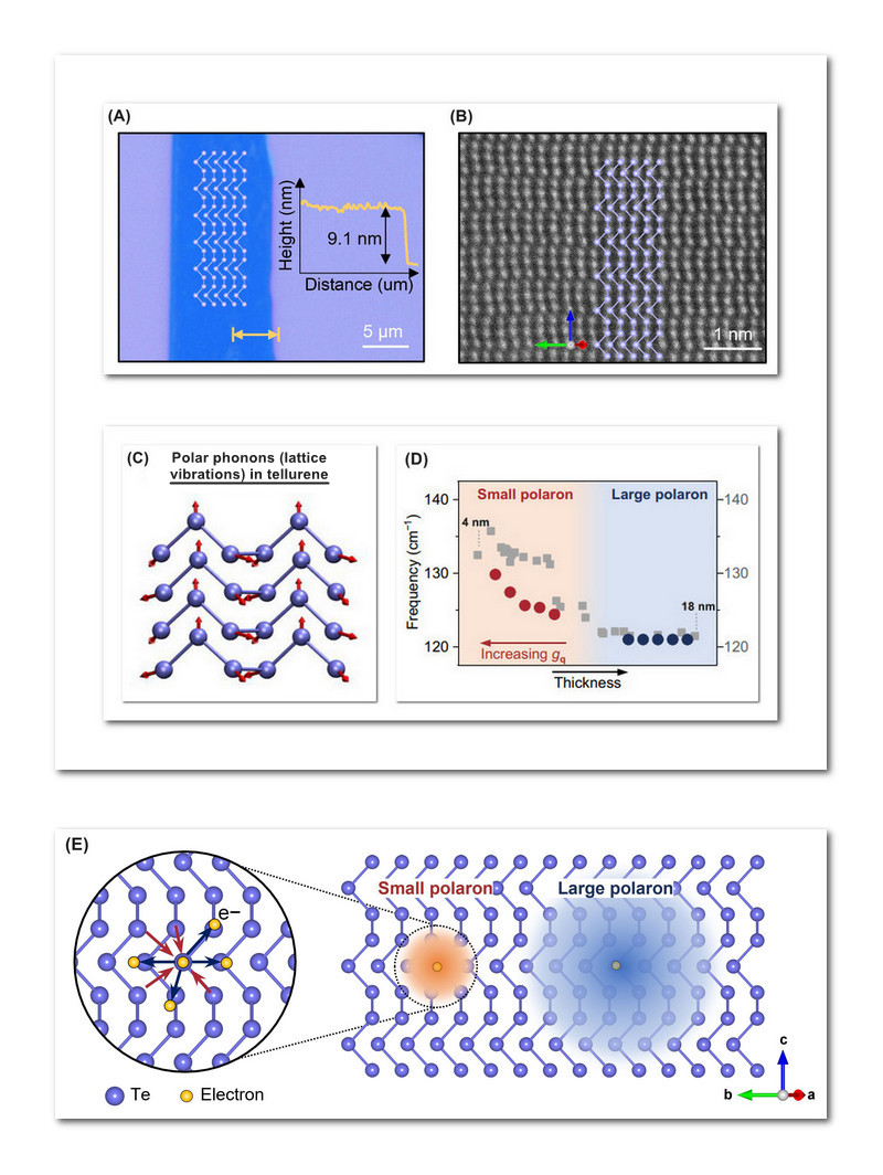 A series of illustrations showing structures from microscopy data.