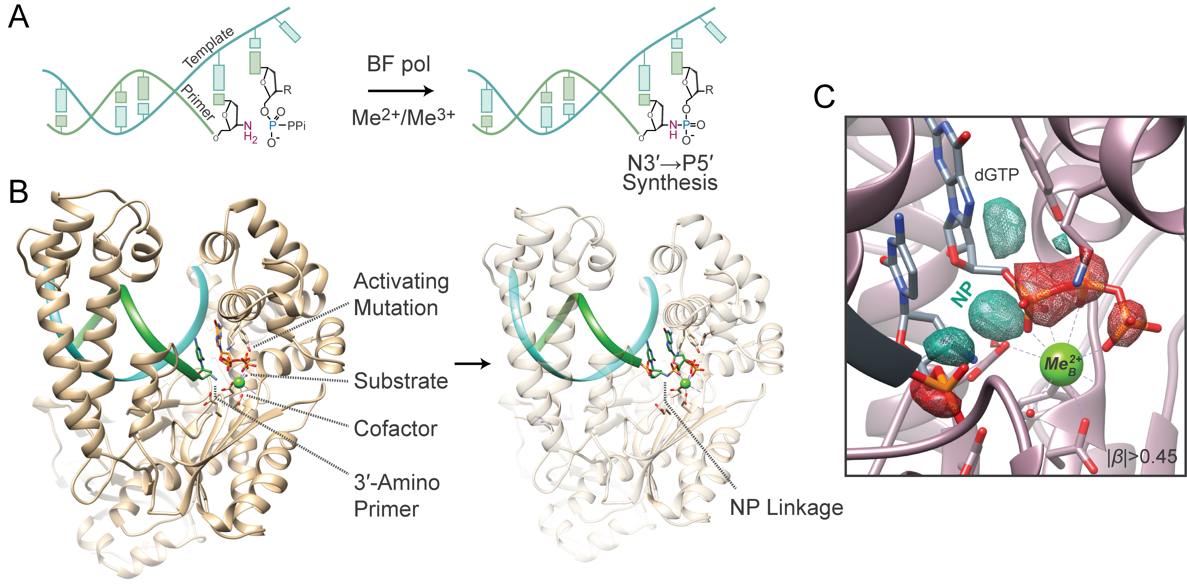 Illustrations of structures of proteins captured by X-rays. 