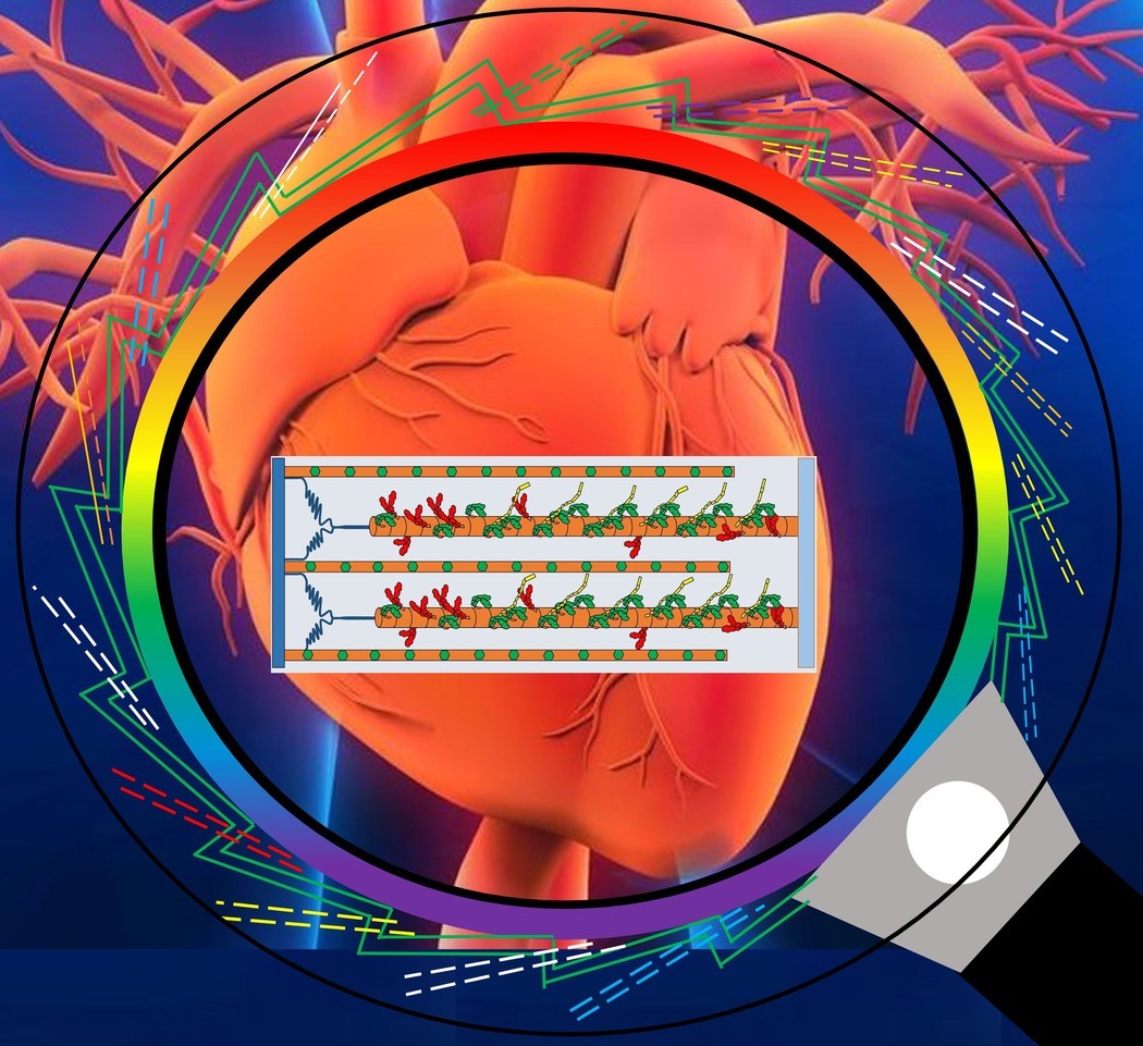 Figure 1 represents a synchrotron beam as a magnifying glass, showing how the use of X-rays in this research allows the viewer to peer into the fibers within heart muscle: the myosin protein (orange horizontal cylinders with raised red heads and resting green heads) preparing to tug on the actin proteins (orange horizontal lines with green dots).