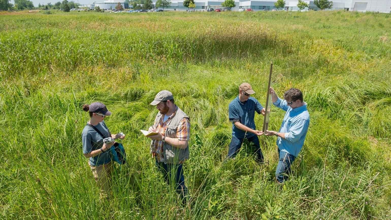 Four people collecting biological samples in a field of tall grasses. 