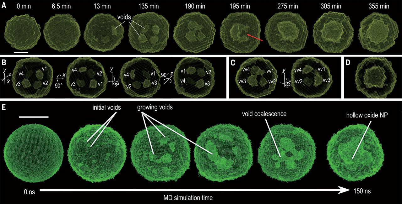Real-time tracking of the three-dimensional (3D) evolution of colloidal nanoparticles in solution is essential for understanding complex mechanisms involved in nanoparticle growth and transformation. We used time-resolved small-angle and wide-angle x-ray scattering simultaneously to monitor oxidation of highly uniform colloidal iron nanoparticles, enabling the reconstruction of intermediate 3D morphologies of the nanoparticles with a spatial resolution of ~5 angstroms. The in situ observations, combined with large-scale reactive molecular dynamics simulations, reveal the details of the transformation from solid metal nanoparticles to hollow metal oxide nanoshells via a nanoscale Kirkendall process—for example, coalescence of voids as they grow and reversal of mass diffusion direction depending on crystallinity. Our results highlight the complex interplay between defect chemistry and defect dynamics in determining nanoparticle transformation and formation.