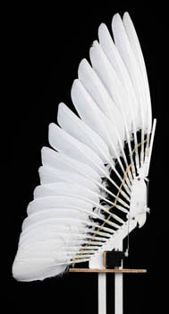 The Multiple Miracles of Bird Feathers