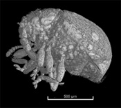 3D reconstruction of Cretocar luzzii holotype (coleopteran from New Jersey amber, approx. 80 million years old).9 3D reconstruction of Cretocar luzzii holotype (coleopteran from New Jersey amber, approx. 80 million years old).9