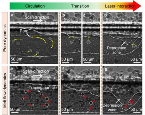 How Bird Feathers Stick Together for Superior Flight Control