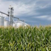 The eBERlight program at the Advanced Photon Source will enable research into many areas of biological and environmental science, including studies of crop growth for biofuels and biomanufacturing. (Image by Shutterstock/JJ. Gouin.)